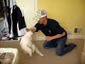 wire fox terrier Boy wire fox terrier Boy