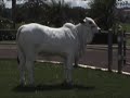 2� VIRTUAL ESSENCIA DO NELORE - LOT 17
