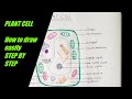 The Best 8 Class 9 Simple Plant Cell Drawing Easy