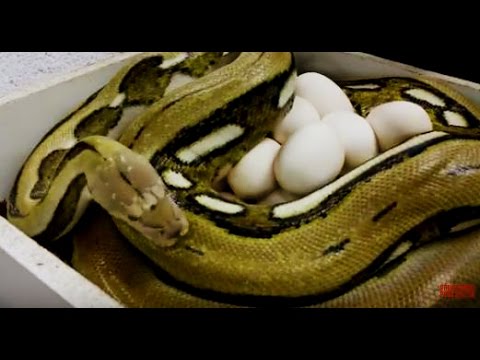 YouTube reptile video