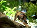 40 Neons, 10 Lebiste, 3 corredoras, 1 Labeo , 4 Botia, 2 Cascudo , 2 Bandeira, e alguns Guppyes. 