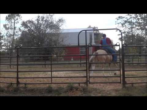 horses grand national