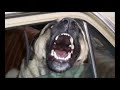 The Turkish Dog(Kangal)