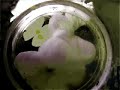 extract of live mix VOlpino Vulcano TEk HOuse injection