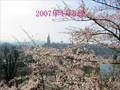 【スイス】ベルンのソメイヨシノ～2007年春