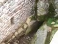 Macchu Picchu El condor pasa II Macchu Picchu El condor pasa II