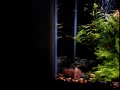 kilifish and Barbs