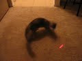 crazy fast cat crazy fast cat