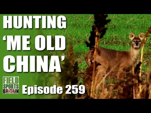 Fieldsports Britain – Hunting ‘Me Old China’