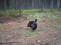 Drošsirdis 2