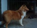 Lassie aos 6 meses e meio