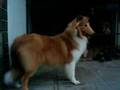 Lassie-aos-6-meses-e