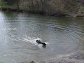 Bruce(Iris z Kroukartí) aport z vody