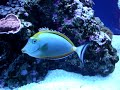 Great Reef Tank