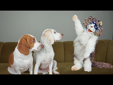 Zombie Cat Has 9 Lives: Funny Dogs Maymo & Potpie vs Zombie Cat Prank