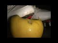Severe grapefruit damage