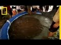 World's Largest Stingray?