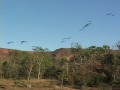 Hyacinth Macaws, Brazil