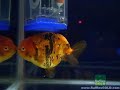 Aquarama 2007 Singapore - Ranchu (Calico) Aquarama 2007 Singapore - Ranchu (Calico)