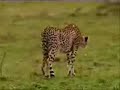 Sweet!  Lion and Cheetah Attack