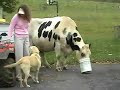 My Best Friend, the Cow Black Spot ~ Part 2