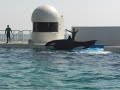 paseo por sea world de kamogawa chiba