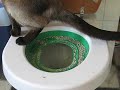 litter kwitter