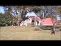 Kiba theFrisbee Dog
