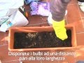 Composizione di bulbose in vaso