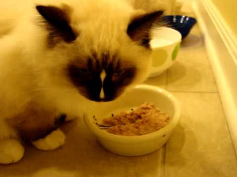 0 Melia Luxury Pet Cat Bowls