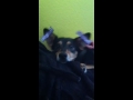 RT @picplum: A cute dog with sticker ears? "Lupe loves Picplum" Check out the video http://t.co/UojBOsIJ