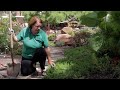 Garden Tips : How to Transplant Phlox Flowers