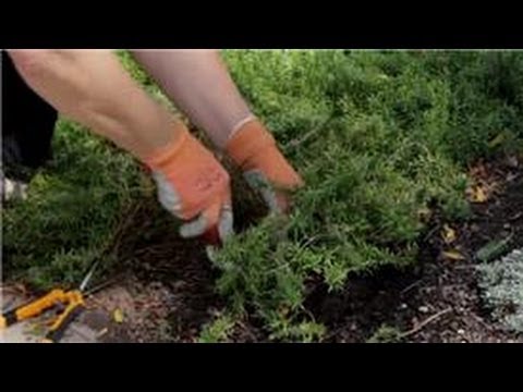 how to transplant flowers