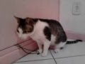 tony e pizza