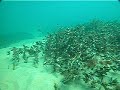 victoria's marine emblem in it's natural environment. the springs. port phillip australia.