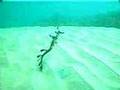 Weedy Seadragon
