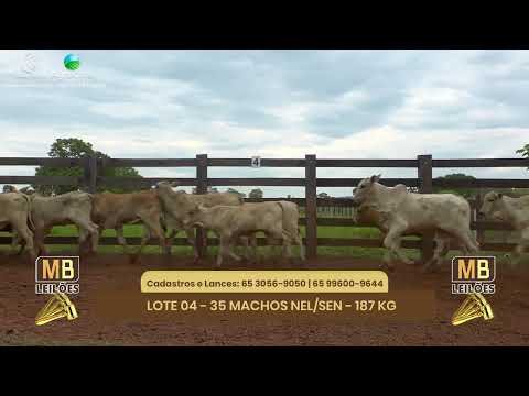 522 LEILO VIRTUAL MB LEILES