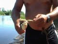 Pirhana