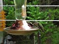 colibri à gorge rubis / ruby-throated hummingbird colibri à gorge rubis / ruby-throated hummingbird