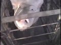 Overlooked: The Lives of Animals Raised for Food Overlooked: The Lives of Animals Raised for Food