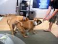 Doggie love