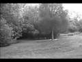 English Toy Spaniel video