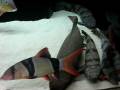 videos de 450 gallon update 12/02/2008