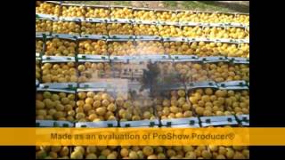 قرية فلامية 2016