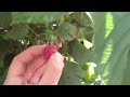 ENVIRO-LOVER 36: U-Pick Raspberries