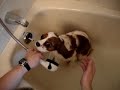 My Cavalier King Charles Spaniel in the bath My Cavalier King Charles Spaniel in the bath