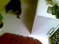 videos de Maria, la perra