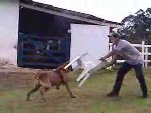 fila - Fila Brasileiro CAFIB.