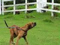 Fila Brasileiro CAFIB