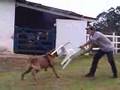 Fila Brasileiro CAFIB